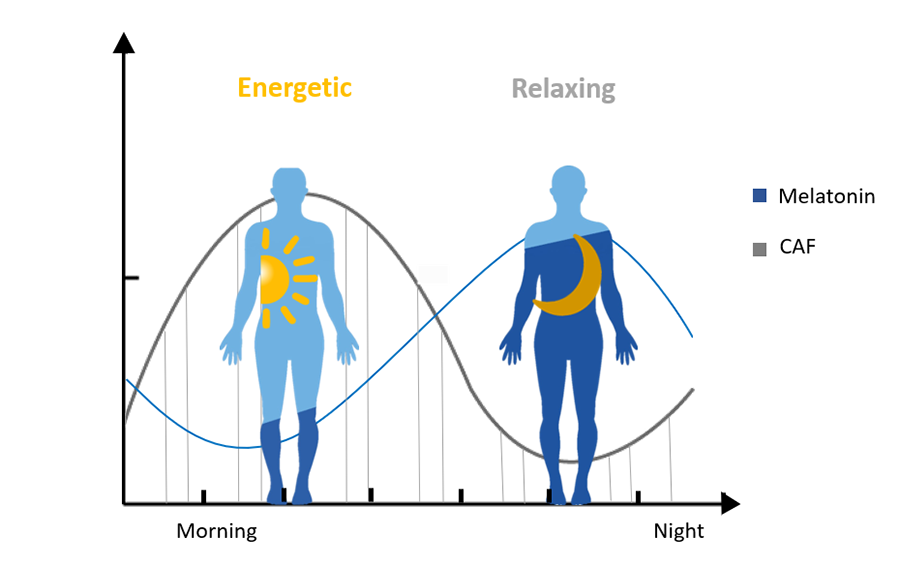 The influence of physiological light on human body